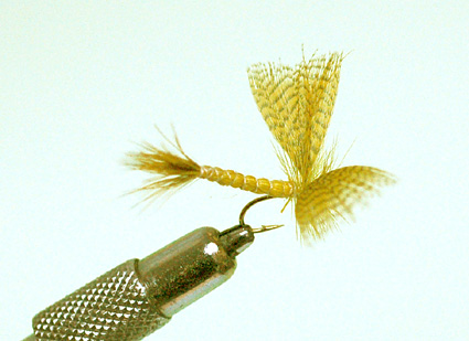 mouches de mai